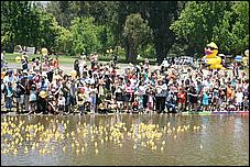 SVDuckRace08-076c.jpg