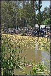 SVDuckRace08-078b.jpg