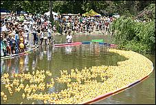 SVDuckRace08-091b.jpg