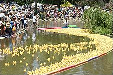 SVDuckRace08-098b.jpg