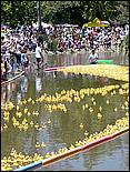 SVDuckRace08-100c.jpg