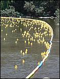 SVDuckRace08-115b.jpg