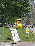 SVDuckRace08-128d.jpg