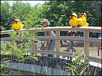 SVDuckRace08-129c.jpg