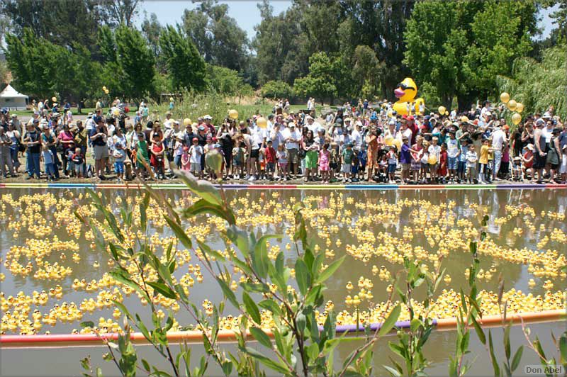 SVDuckRace08-087C.jpg - for personal use