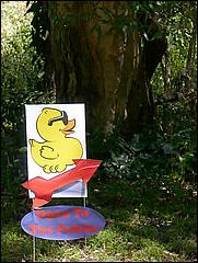 SVDuckRace08-001c.jpg