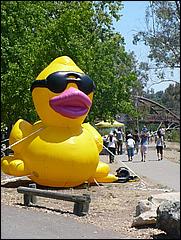 SVDuckRace08-007b.jpg