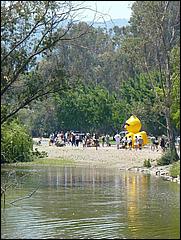 SVDuckRace08-051b.jpg