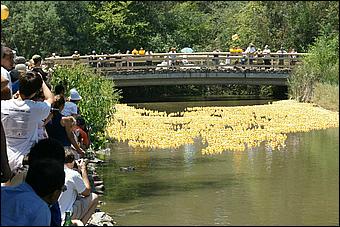 SVDuckRace08-068b.jpg