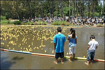 SVDuckRace08-071b.jpg