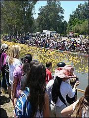 SVDuckRace08-079b.jpg