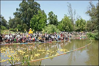 SVDuckRace08-082b.jpg