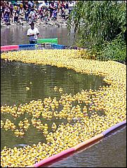 SVDuckRace08-096c.jpg