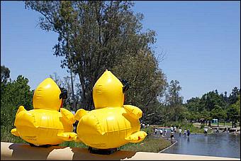 SVDuckRace08-125c.jpg