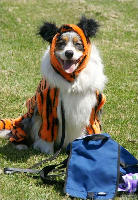BeachBlanketBowWow09-064c.jpg - for personal use