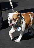 WGFoundersDayParade-038c.jpg