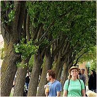 CupertinoCherryBlossomFestival_2019-138c1.jpg