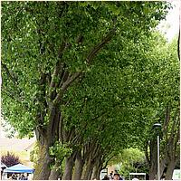 CupertinoCherryBlossomFestival_2019-139a.jpg