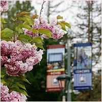 CupertinoCherryBlossomFestival_2019-219a.jpg