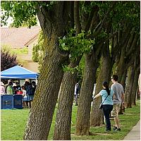 CupertinoCherryBlossomFestival_2019-141a.jpg