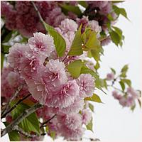 CupertinoCherryBlossomFestival_2019-220a.jpg