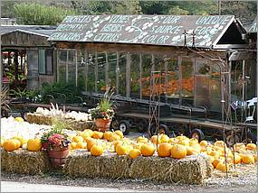 HMB_PumpkinFest-44b.jpg