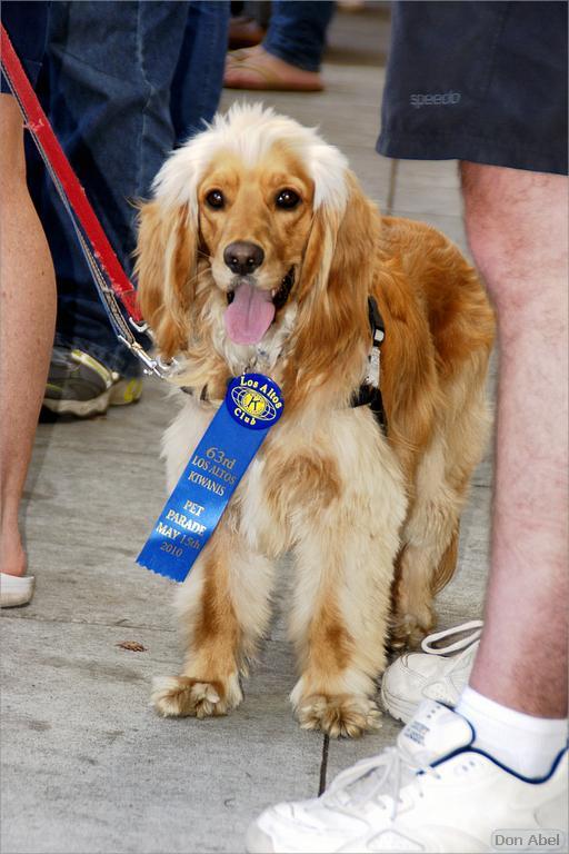 LosAltosPetParade10-28ab.jpg - for personal use