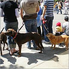 LosAltosPetParade10-09b.jpg