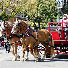 LosAltosPetParade10-40ab.jpg