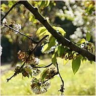 Saratoga Blossom Festival 2016-133c1-web.jpg