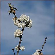 Saratoga Blossom Festival 2016-137-web.jpg