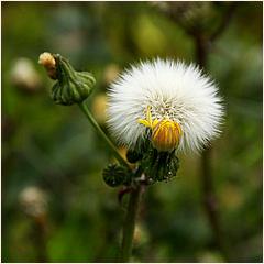 Saratoga Blossom Festival 2016-001a3-web.jpg