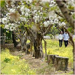 Saratoga Blossom Festival 2016-018c1-web.jpg