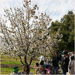 Saratoga Blossom Festival 2016-122a-web.jpg