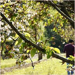 Saratoga Blossom Festival 2016-134-web.jpg