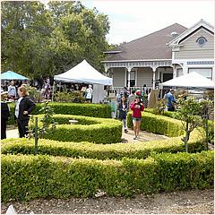 SaratogaBlossomFestival2017-70a.jpg