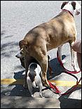 July4thParade_MorganHill09-46c.jpg