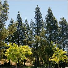 July4thParade_MorganHill21-191a.jpg