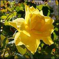 Rose,White,BlueParade2023-001a.jpg