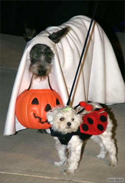 Howling_Halloween08-121e.jpg - for personal use
