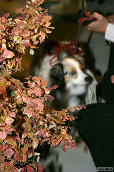 Howling_Halloween08-123d.jpg - for personal use