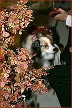 Howling_Halloween08-123d.jpg