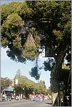 LosGatosChristmasParade08-134b.jpg
