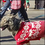 LosGatosChristmasParade25-377Sc1.jpg