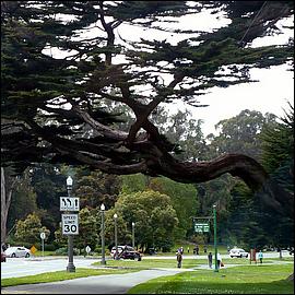 SJMB_GoldenGatePark2011-23a2.jpg