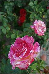 SVSym_SanJuanBautista09-163b.jpg
