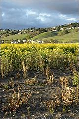 MorganHill09-05b.jpg