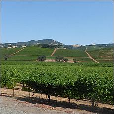 ZS-MacLeodVineyards-26c1.jpg