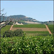 ZS-MacLeodVineyards-27a.jpg