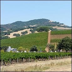 ZS-MacLeodVineyards-28a.jpg